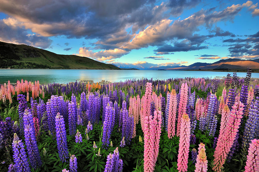 Lupines On The Shore Of Lake Tekapo Photograph by Nadly Aizat Images