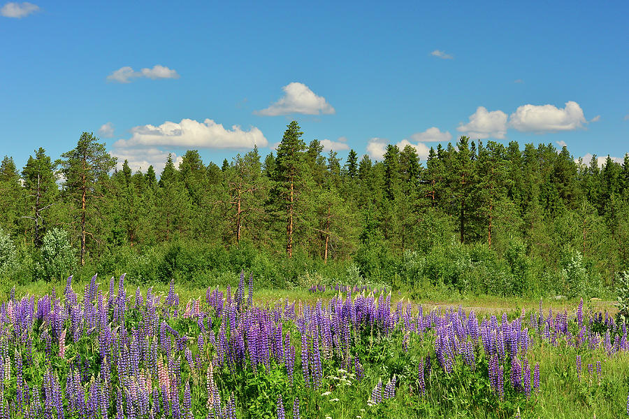 Lupins And Pine Forest Near Vilhelmina, Norrbottens Ln, Sweden Photograph by Torsten Rathjen