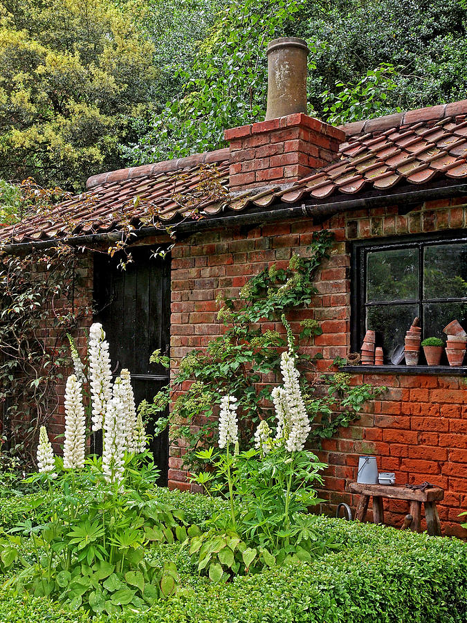 Lupins By The Potting Shed Photograph by Gill Billington