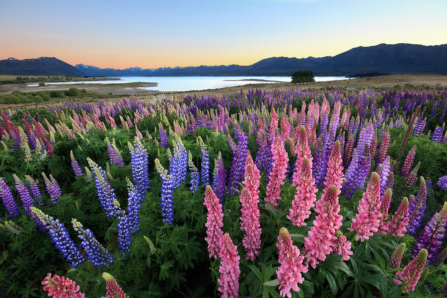 Lupins Photograph by (c) Chris Gin