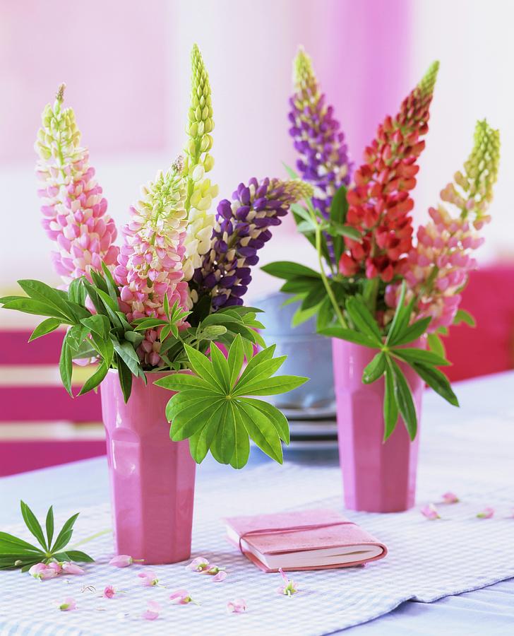 Lupins lupinus In Pink Beakers Photograph by Friedrich Strauss