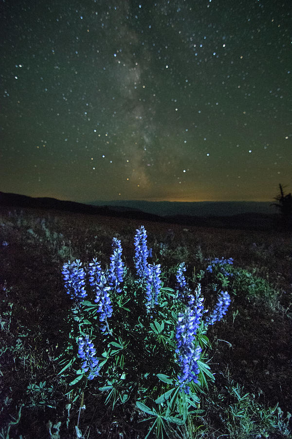 Nature Digital Art - Lupins (lupinus Polyphyllus) Growing In Foreground, Milky Way Visible In Night Sky, Nickel Plate Provincial Park, Penticton, British Columbia, Canada by Preserved Light Photography