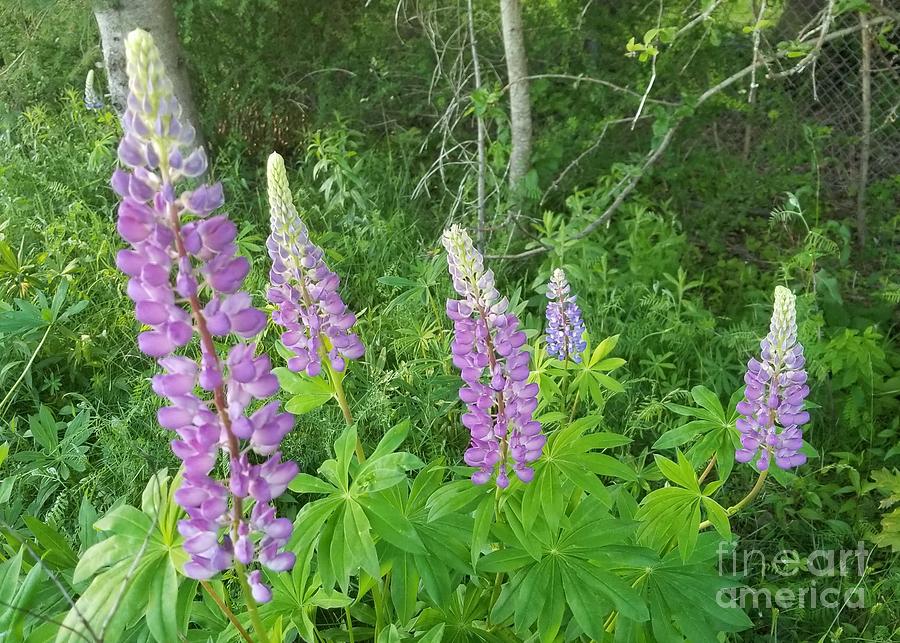 Lupins Photograph by Michael Graham