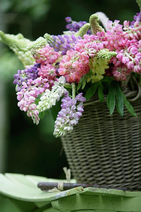Lupins Of Various Colours In Basket Photograph by Pauline Joosten