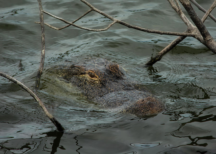 Lurking Gator Photograph by Mitch Spence