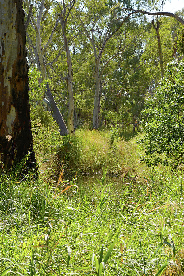 Lush Australian Billabong Photograph by Milleflore Images
