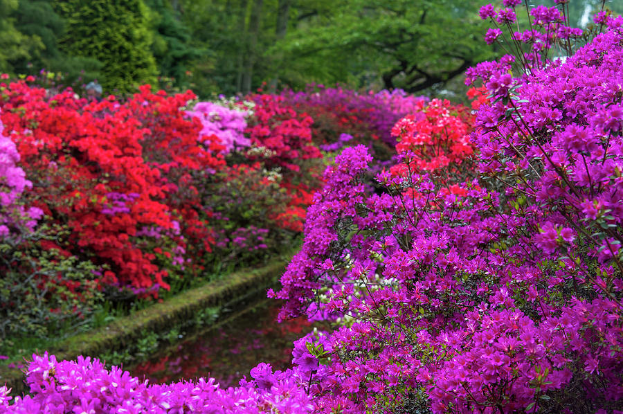 Lush Bloom of Rhododendrons in Keukenhof Photograph by Jenny Rainbow