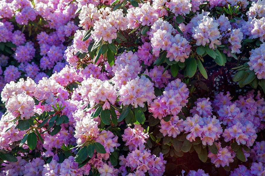 Lush Bloom of Rhododendrons Photograph by Jenny Rainbow