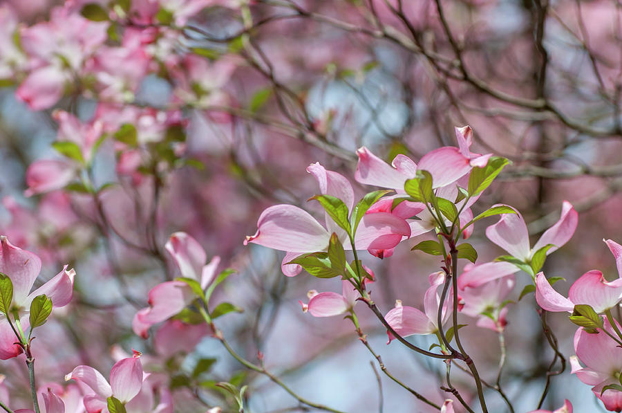 Lush Blossom of Flowering Dogwood 1 Photograph by Jenny Rainbow