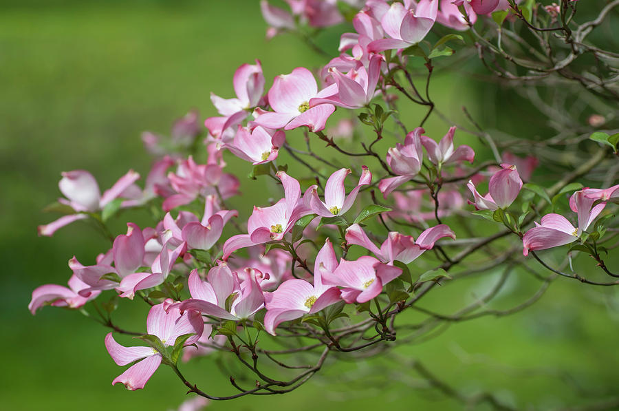 Lush Blossom Of Flowering Dogwood Photograph