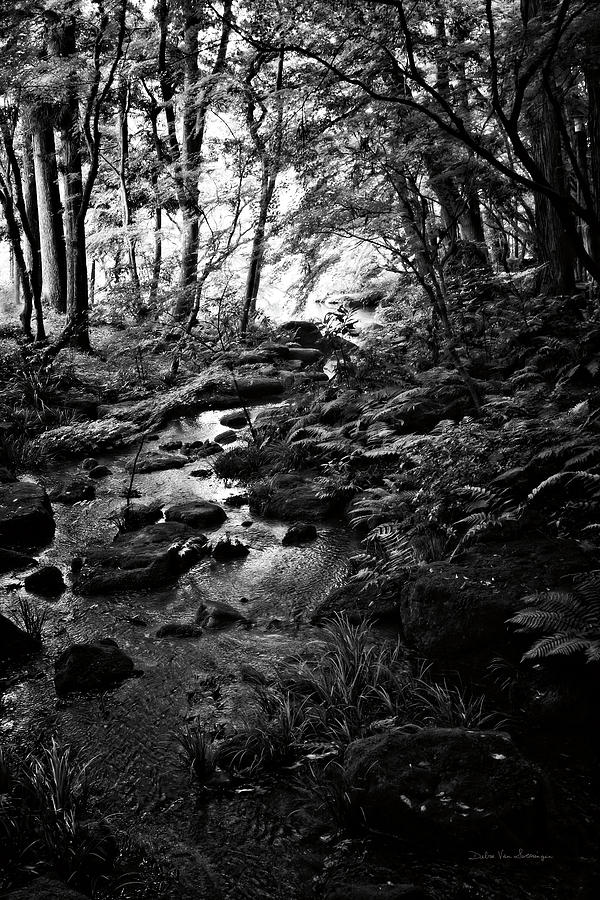 Black And White Painting - Lush Creek In Forest Bw by Debra Van Swearingen Black And White Painting - Lush Creek In Forest Bw by Debra Van Swearingen