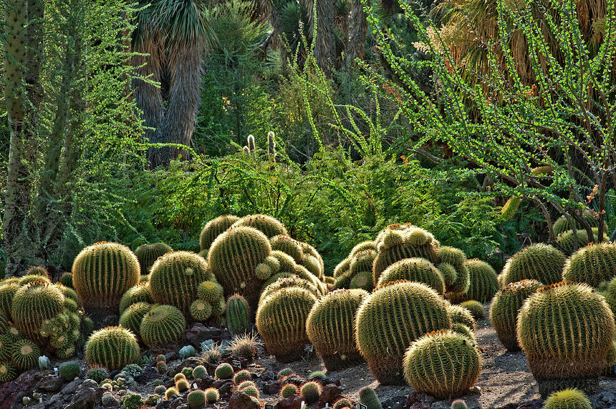 Lush Desert Garden Photograph by Craig Brewer