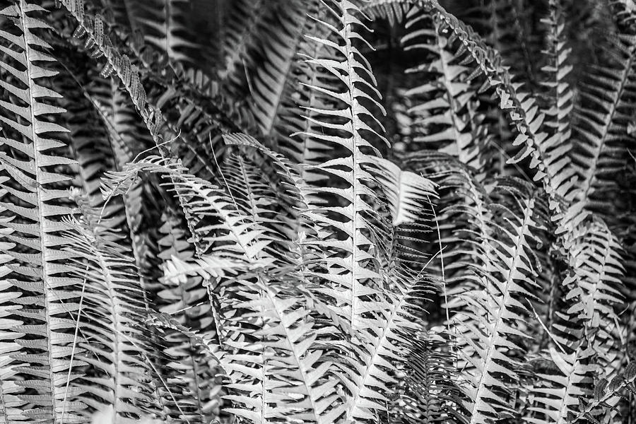 Lush Ferns Photograph by Rebecca Carr