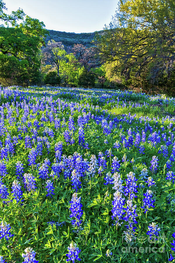 Lush Field of Bluebonnets Vertical Photograph by Bee Creek Photography ...