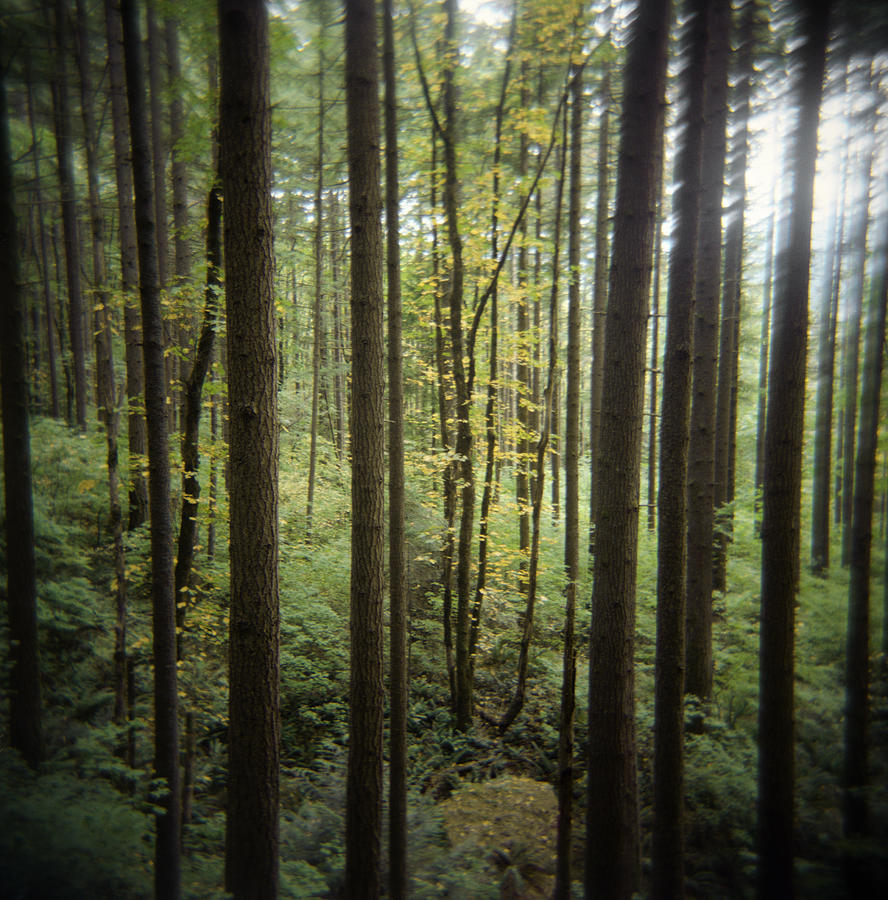Lush Foliage In Forest Photograph by Danielle D. Hughson