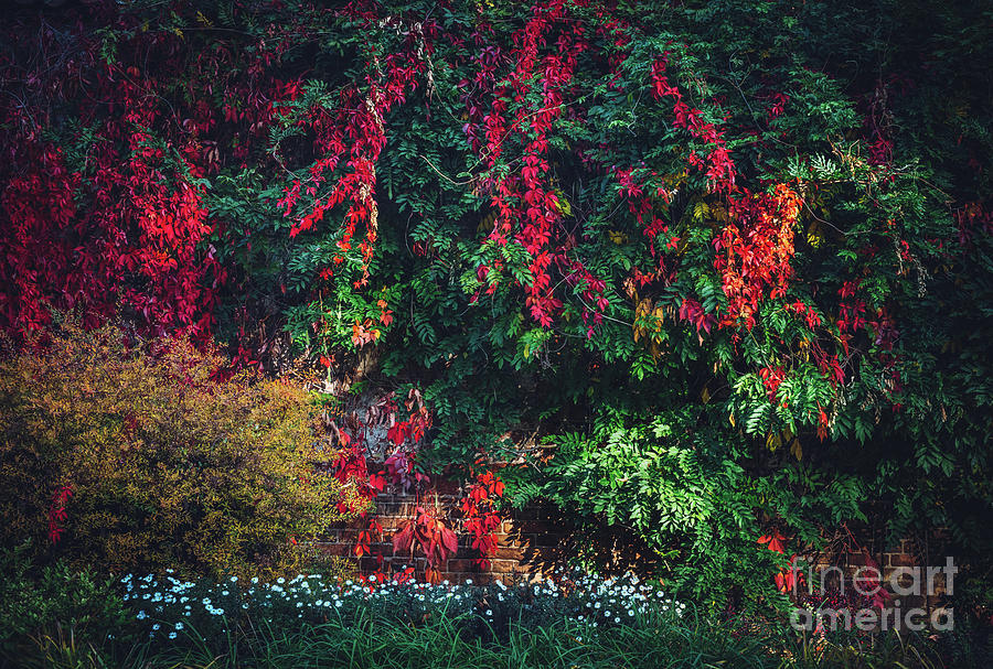 Lush foliage with colorful fall leaves. Photograph by Michal Bednarek