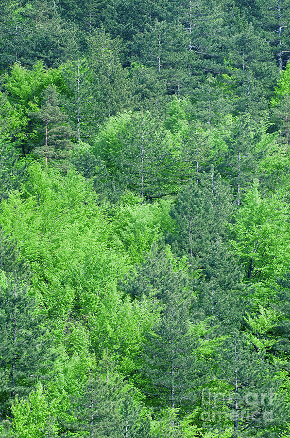 Lush Forest Photograph by Microgen Images/science Photo Library