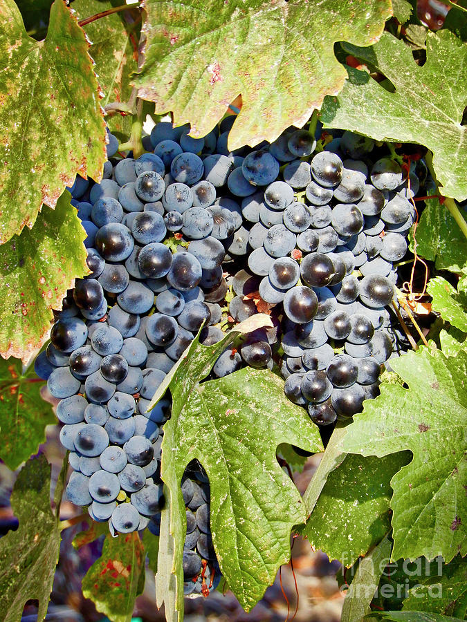 Lush Grapes Photograph by Carol Groenen