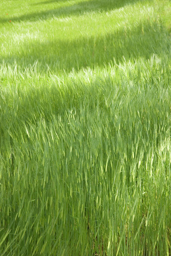 Lush Green Grass In Meadow Photograph by Kim Sayer