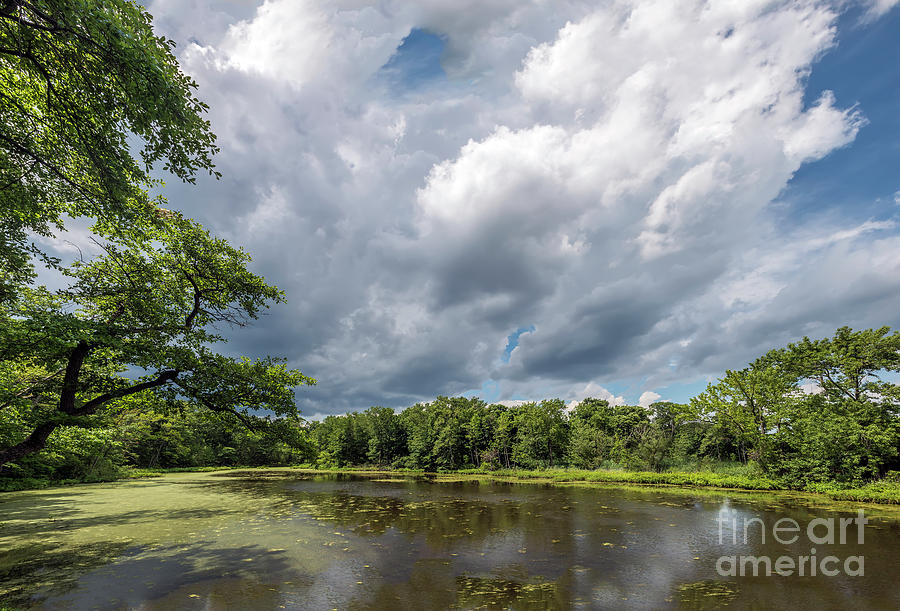 Lush green pond on the Chesapeake Bay Photograph by Patrick Wolf