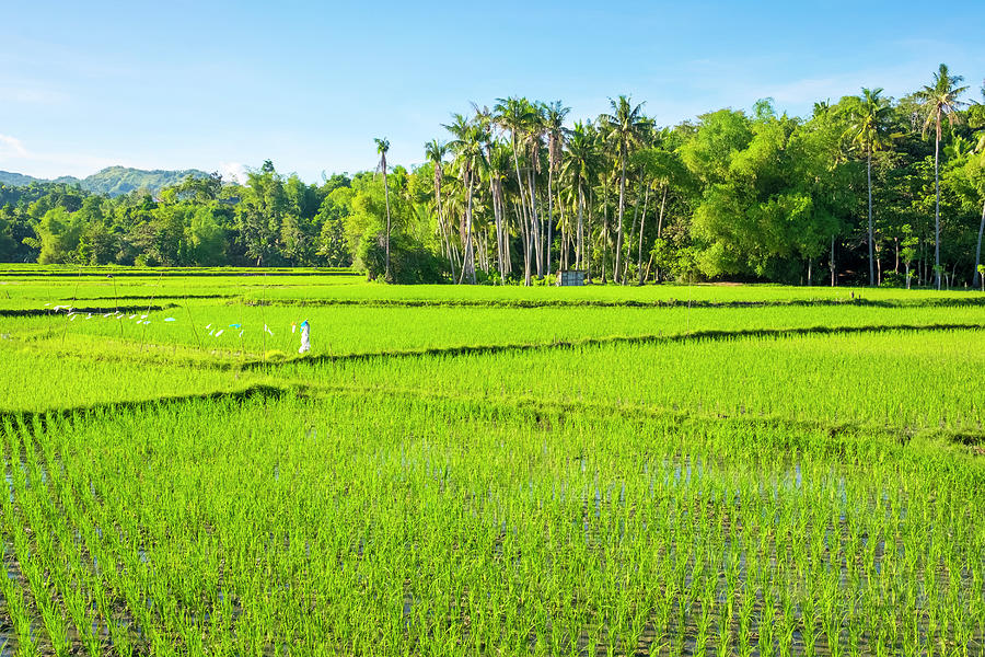 Spring Photograph - Lush Green Rice Fields, Siquijor Island, Philippines by Cavan Images