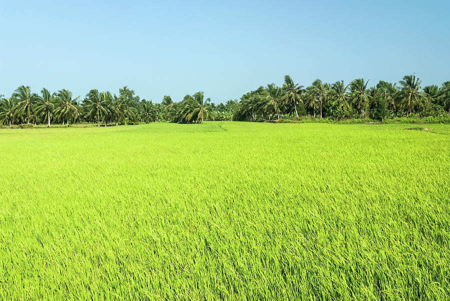 Lush Green Rice Paddy Field With Palm Photograph by Alex Linghorn