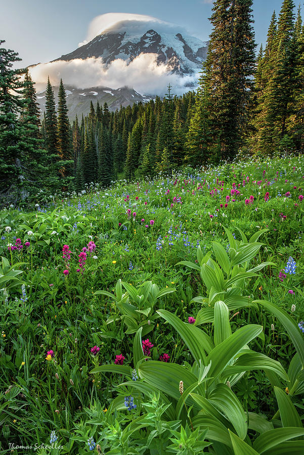 Lush Meadows of Paradise - Limited Edition Artists Direct Photograph by TS Photo