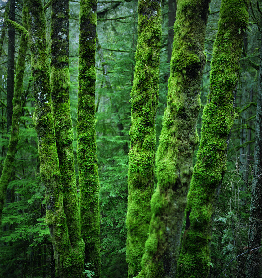 Lush Moss Covered Tree Trunks Photograph by Danielle D. Hughson