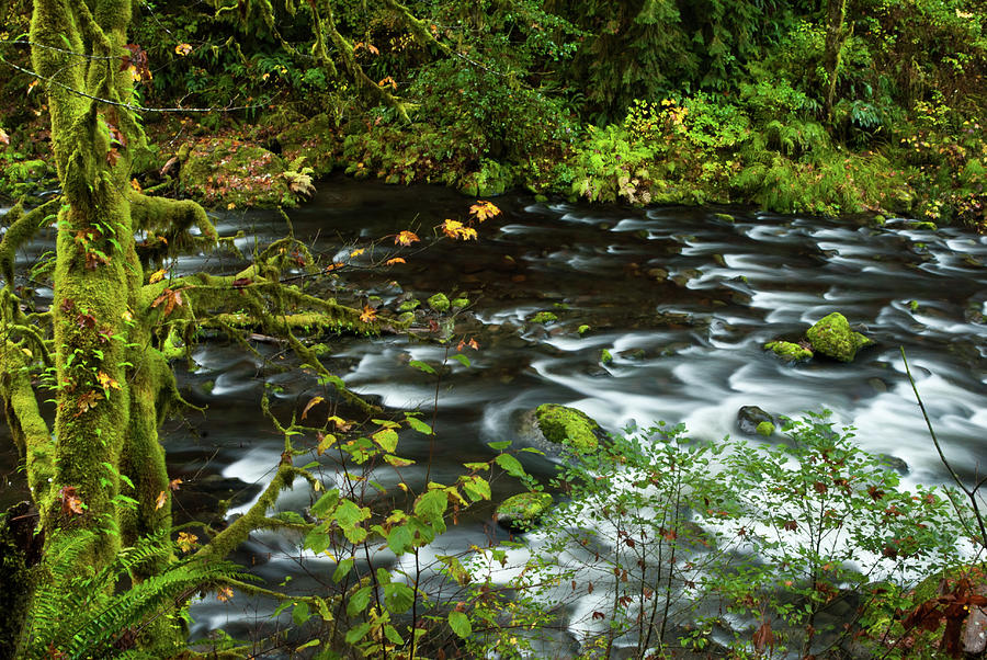Lush Rainforests Of Eagle Creek Photograph by © Kirk Dubose