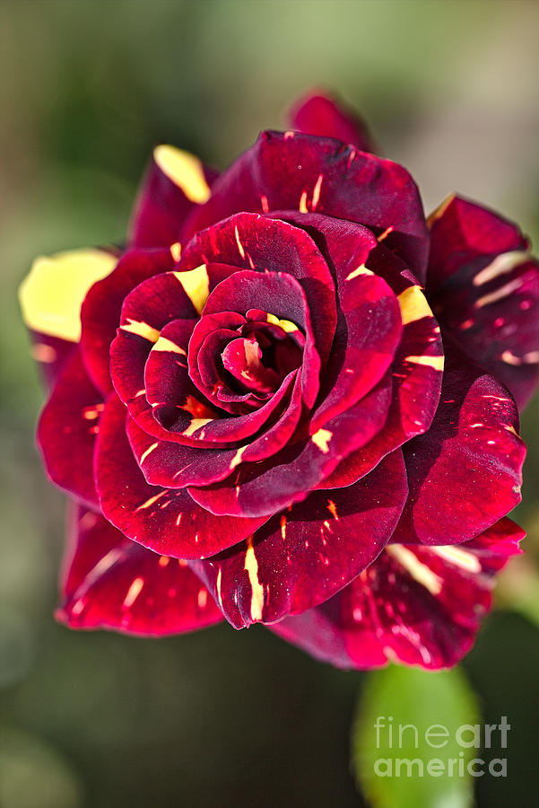 Lush Red Variegated Rose Photograph by Joy Watson