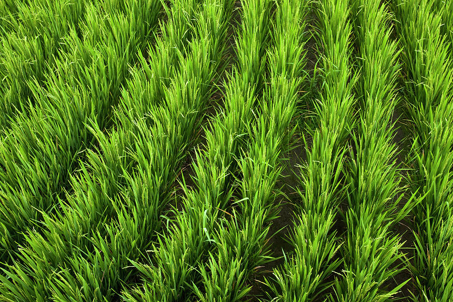 Lush Rice Growing In A Rice Field In Photograph by Patrick Orton