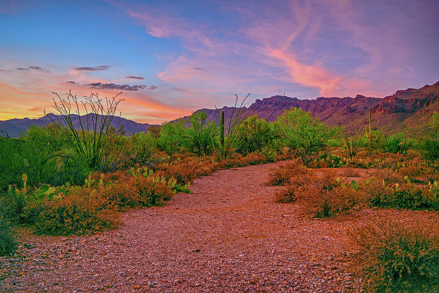 Lush Sonoran Desert and Tucson Mountains Trail at Twilight  Photograph by Chance Kafka