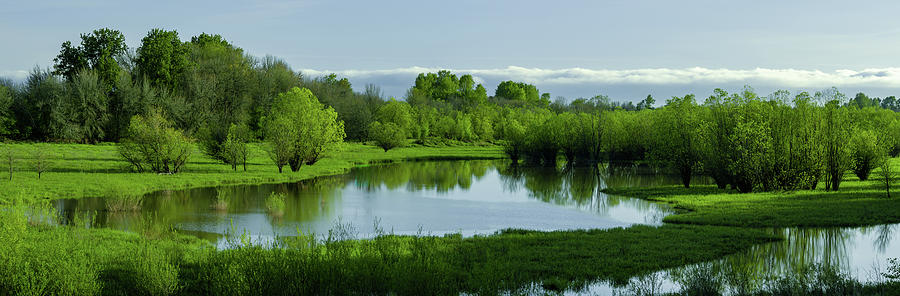 Lush Spring Wetland by Don Schwartz Lush Spring Wetland by Don Schwartz