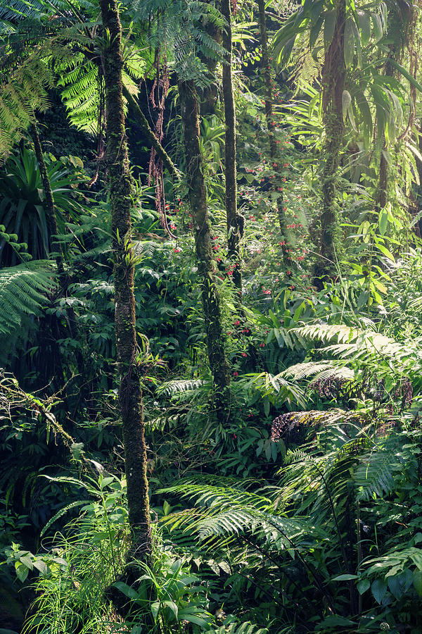 Lush Tropical Forest In A Caribbean Photograph by Matteo Colombo