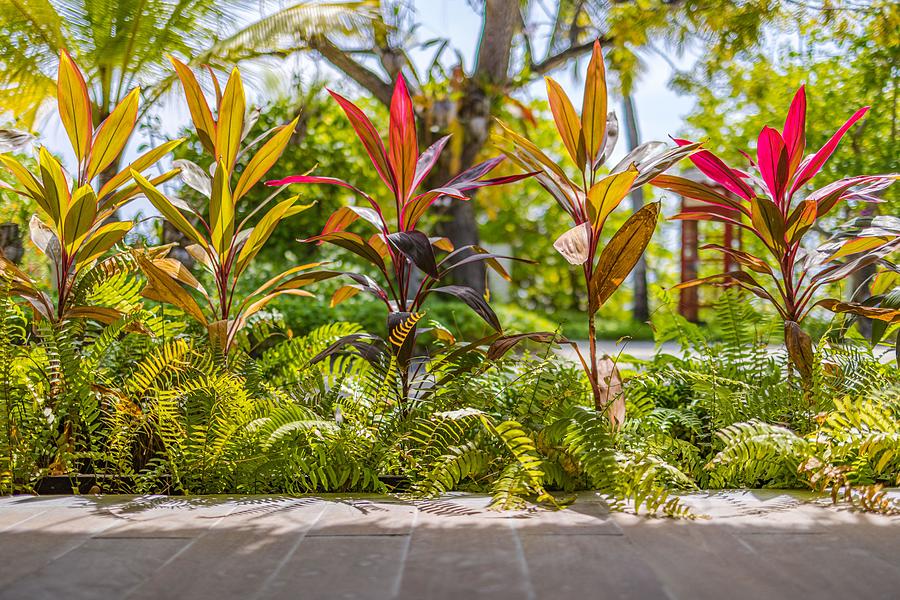 Jungle Photograph - Lush Tropical Garden With Assorted by Levente Bodo
