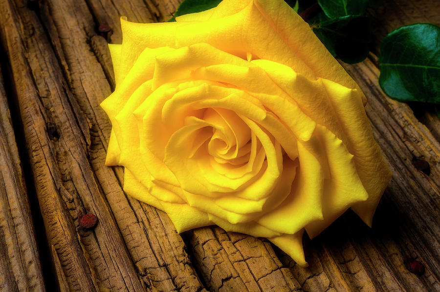 Lush Yellow Rose Photograph by Garry Gay - Fine Art America