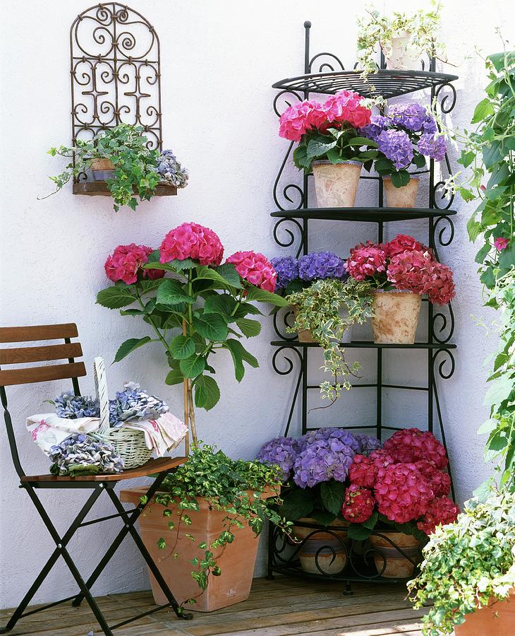Lushly Flowering Purple And Pink Hydrangeas On Delicate Corner Etagere Photograph by Friedrich Strauss