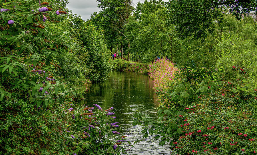 Lushness Along the River Corrib Photograph by Marcy Wielfaert