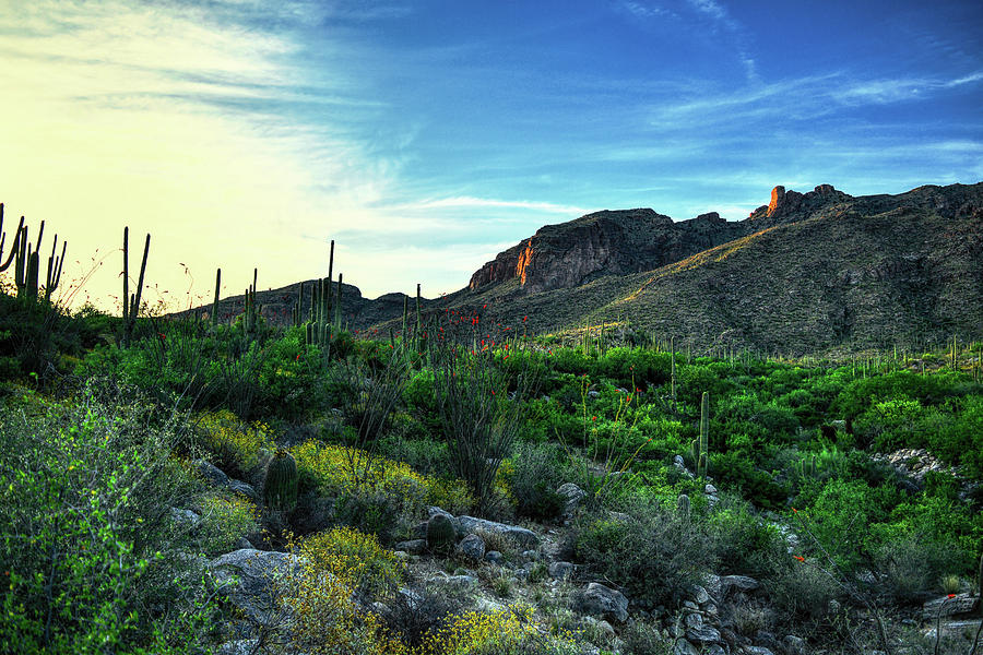 Lushness of the Arizona Spring  Photograph by Chance Kafka