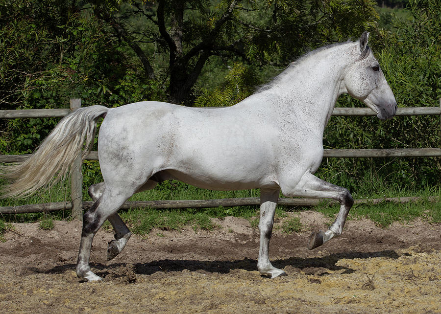 Lusitano Stallion of Portugal No. 16 Photograph by Eleszabeth McNeel ...