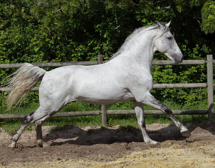 Lusitano Stallion of Portugal No. 21 Photograph by Eleszabeth McNeel ...