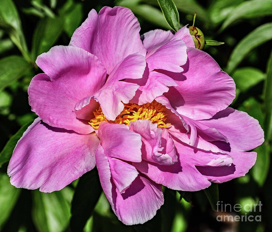 Lustrous Bowl Of Beauty Peony Photograph