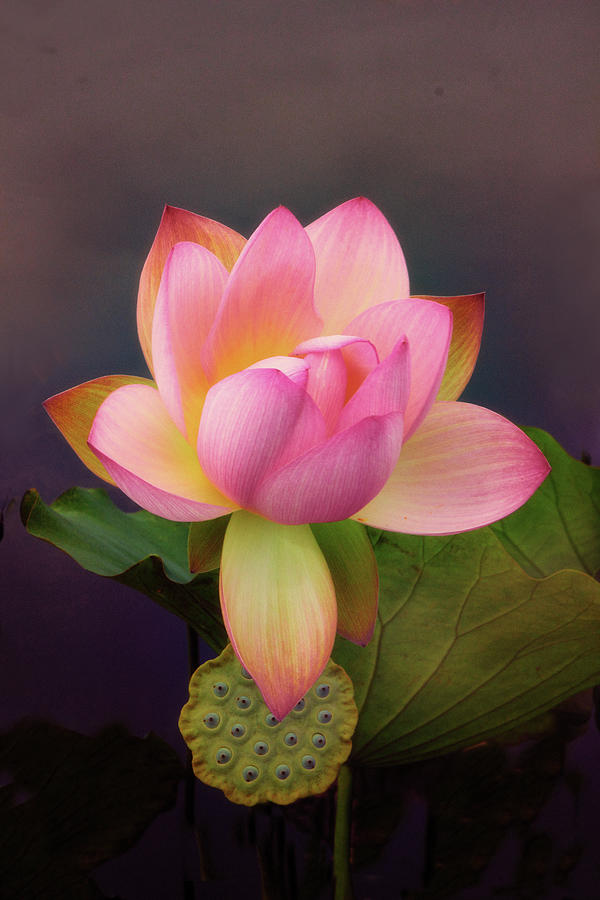 Luxuriant Lotus Photograph by Jessica Jenney