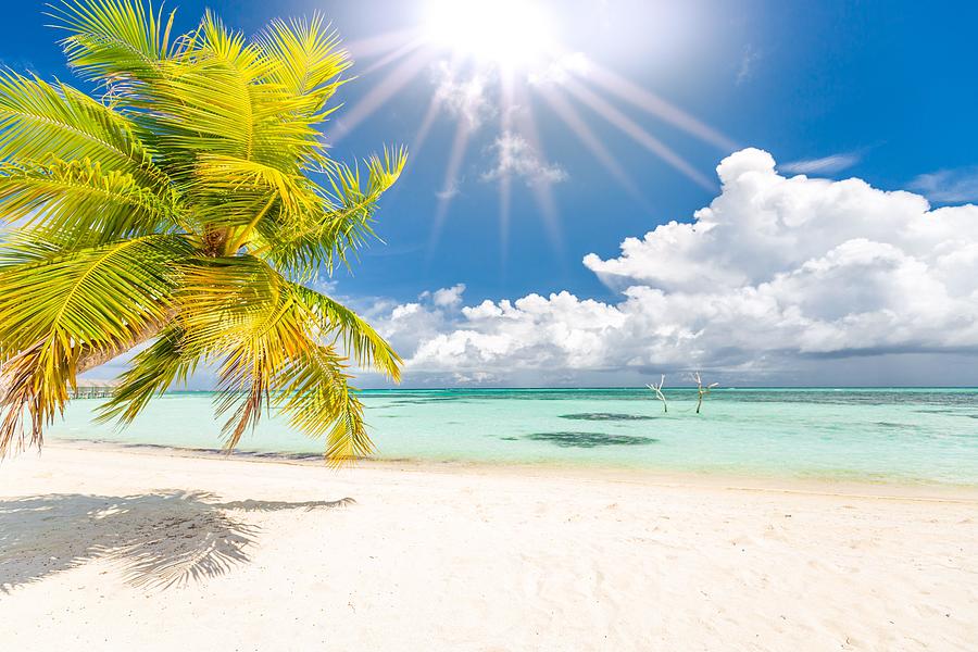 Paradise Photograph - Luxury On Beach. Amazing Seascape, Palm by Levente Bodo