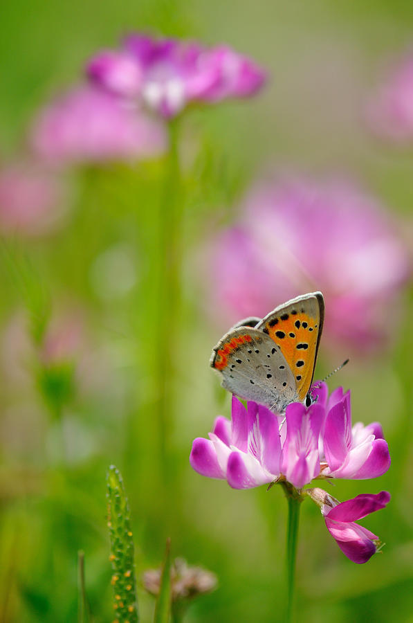 Lycaenidae Butterfly On Spring Flower Photograph by Myu-myu