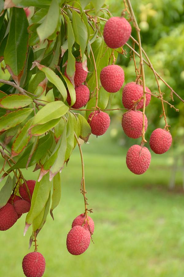 Lychee Fruit In A Grove Photograph By Bradford Martin,Orange Flowers Names