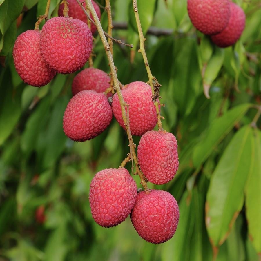 Lychee Fruit On Branch Photograph By Bradford Martin,What Do Cats Like To Look At