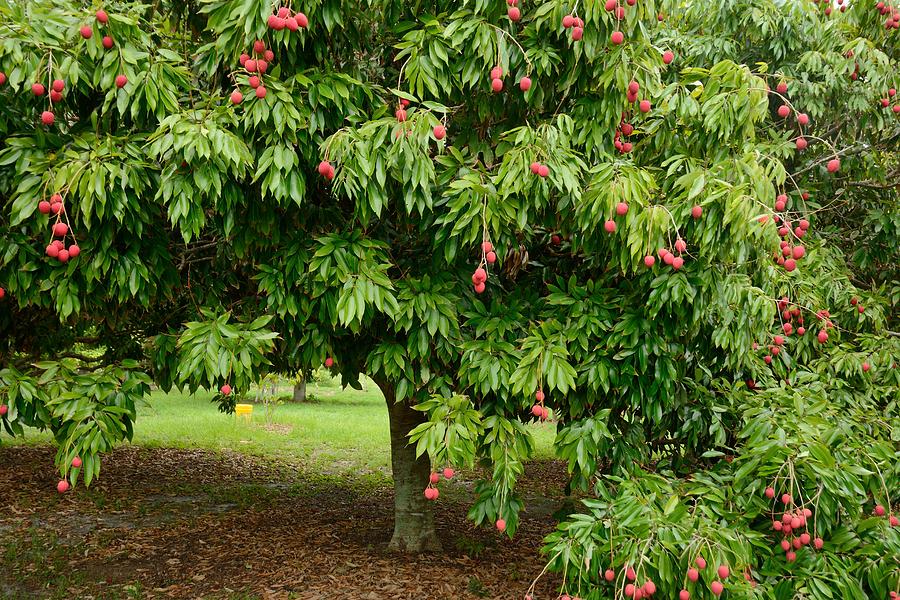 Lychee ripe for picking Photograph by Bradford Martin
