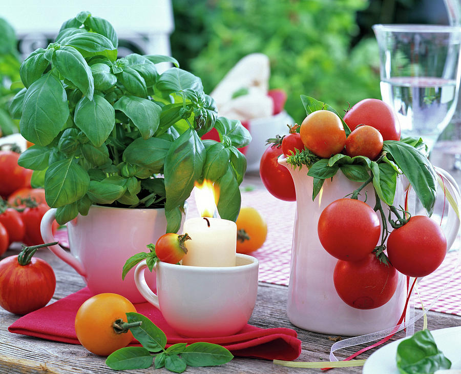 Lycopersicon tomato, Ocimum basil In Cup And Jug Photograph by Friedrich Strauss