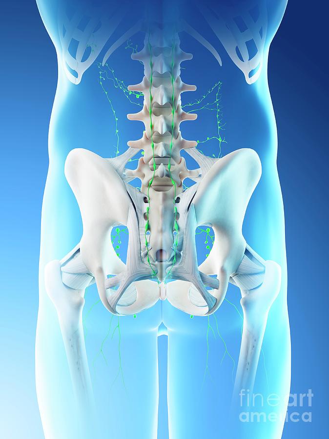 Lymph Nodes Of The Pelvis Photograph By Sebastian Kaulitzkiscience 6846